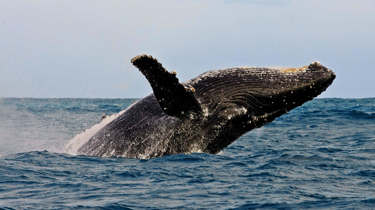 Hermanus - Walvissen - Zuid-Afrika - Matoke Tours