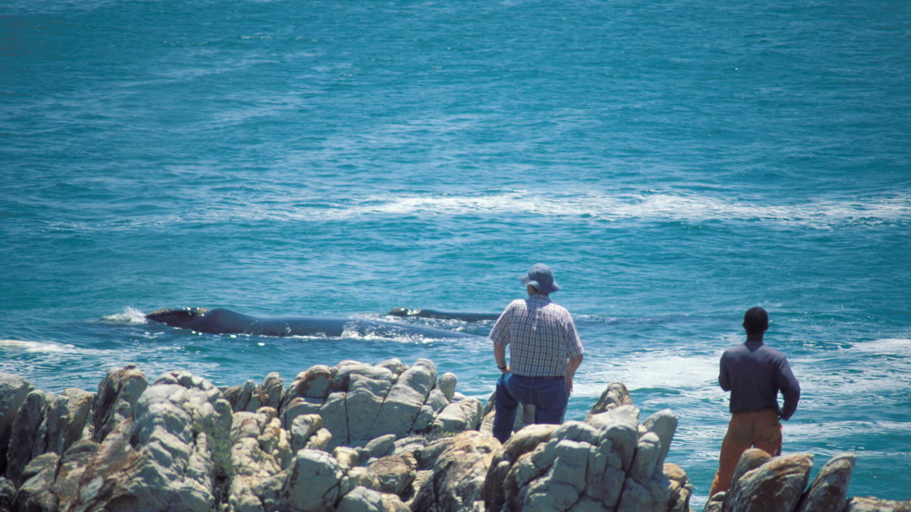 Hermanus - Walvissen - Zuid-Afrika - Matoke Tours