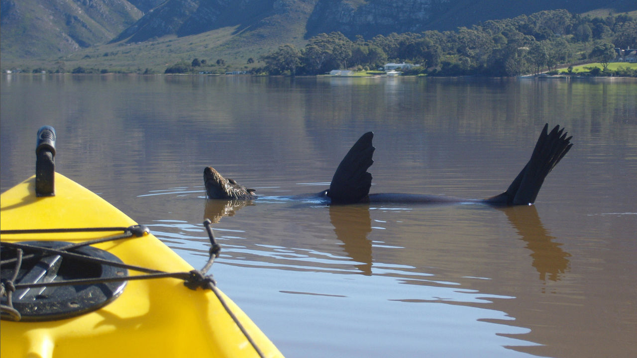 Hermanus - Walvissen - Zuid-Afrika - Matoke Tours