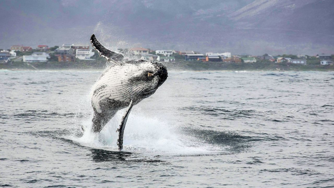 Hermanus - Walvissen - Zuid-Afrika - Matoke Tours