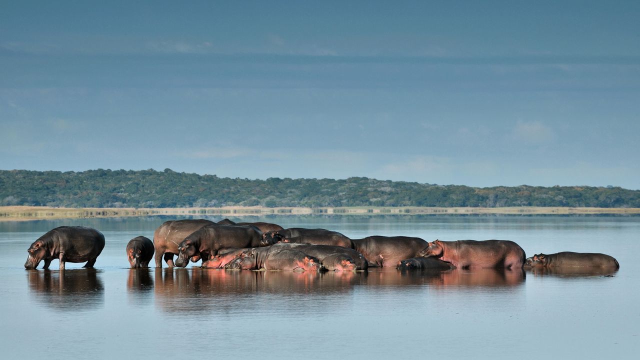 Safari Mozambique in Maputo National Park | Matoke Tours