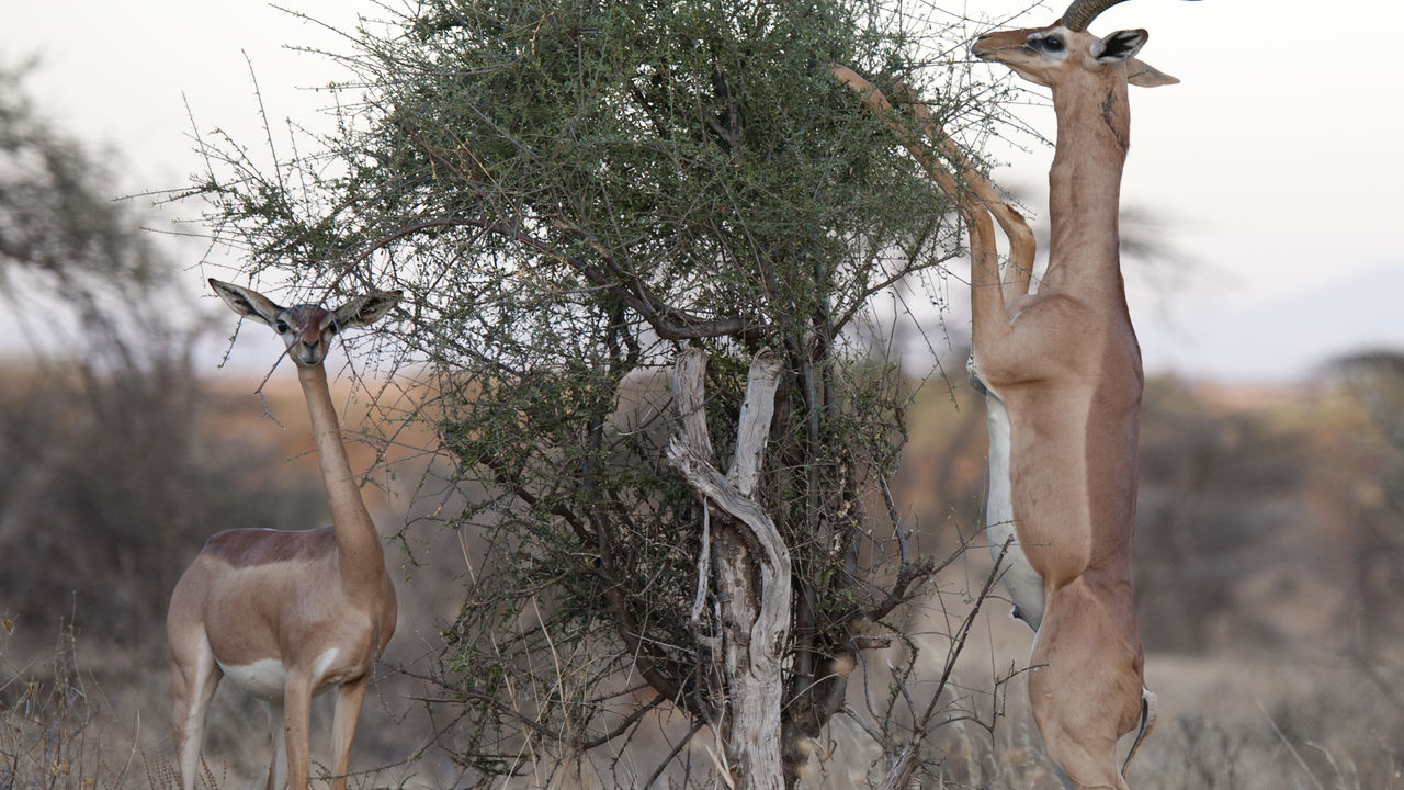 Generuk-antilope die zich voedt met de hoge takken in het Samburu-wildreservaat, Kenia, Afrika.