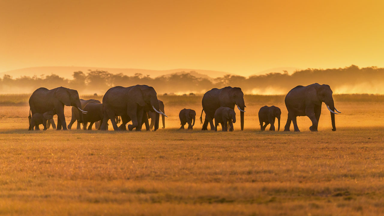 Wilde Afrikaanse dieren geschoten in Amboseli National Park, Kenia