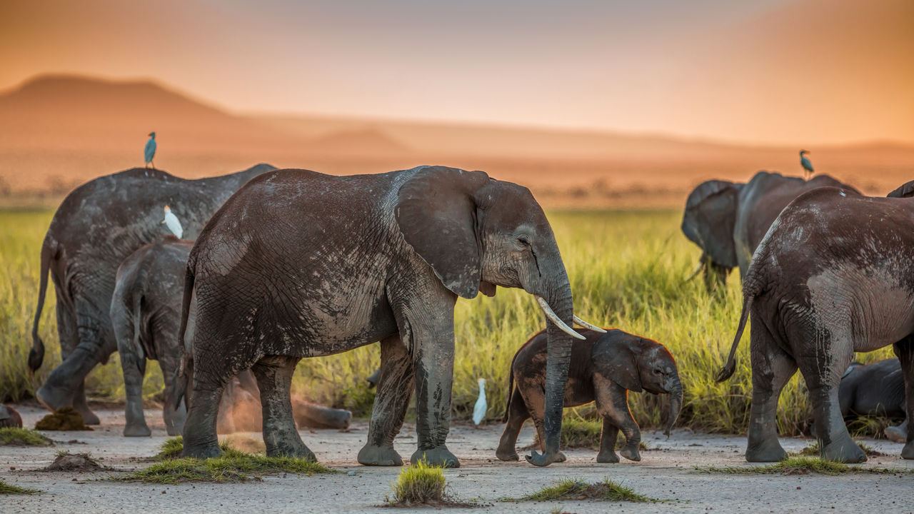 Afrikaanse olifanten Olifantenkalveren bij zonsondergang in Amboseli in Kenia. Olifantenkalveren zijn echt heel erg moe en de kalveren rusten maar het hele gezin blijft uitkijken naar kalveren.