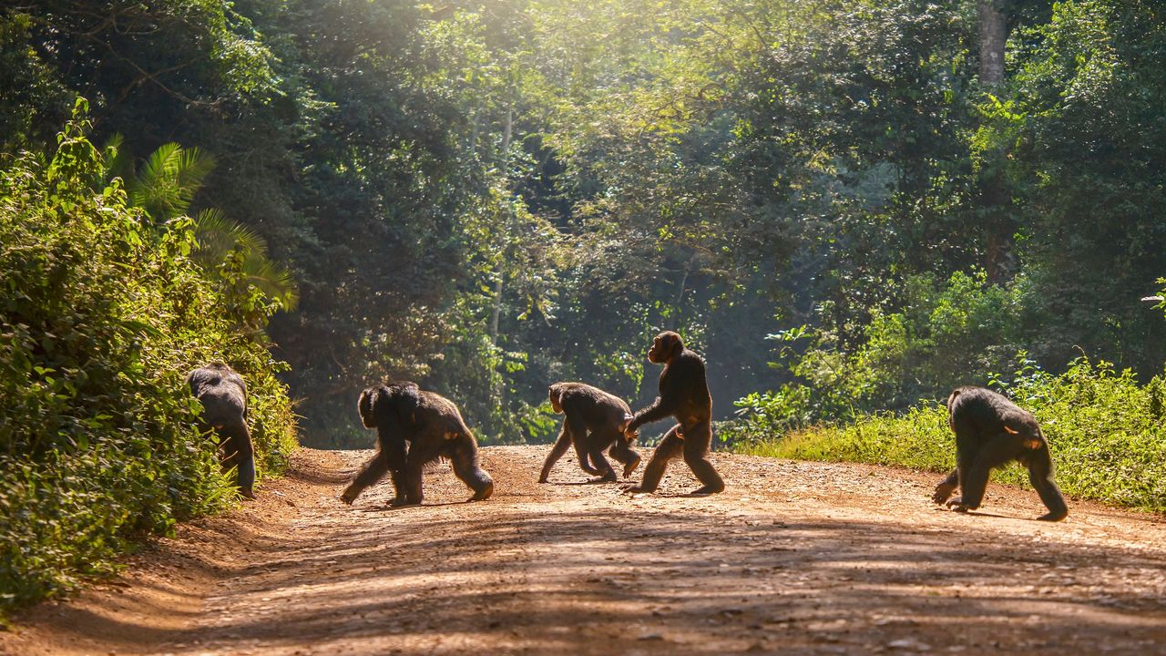 Oeganda groepsreis - Matoke Tours - Groepsreis Uganda