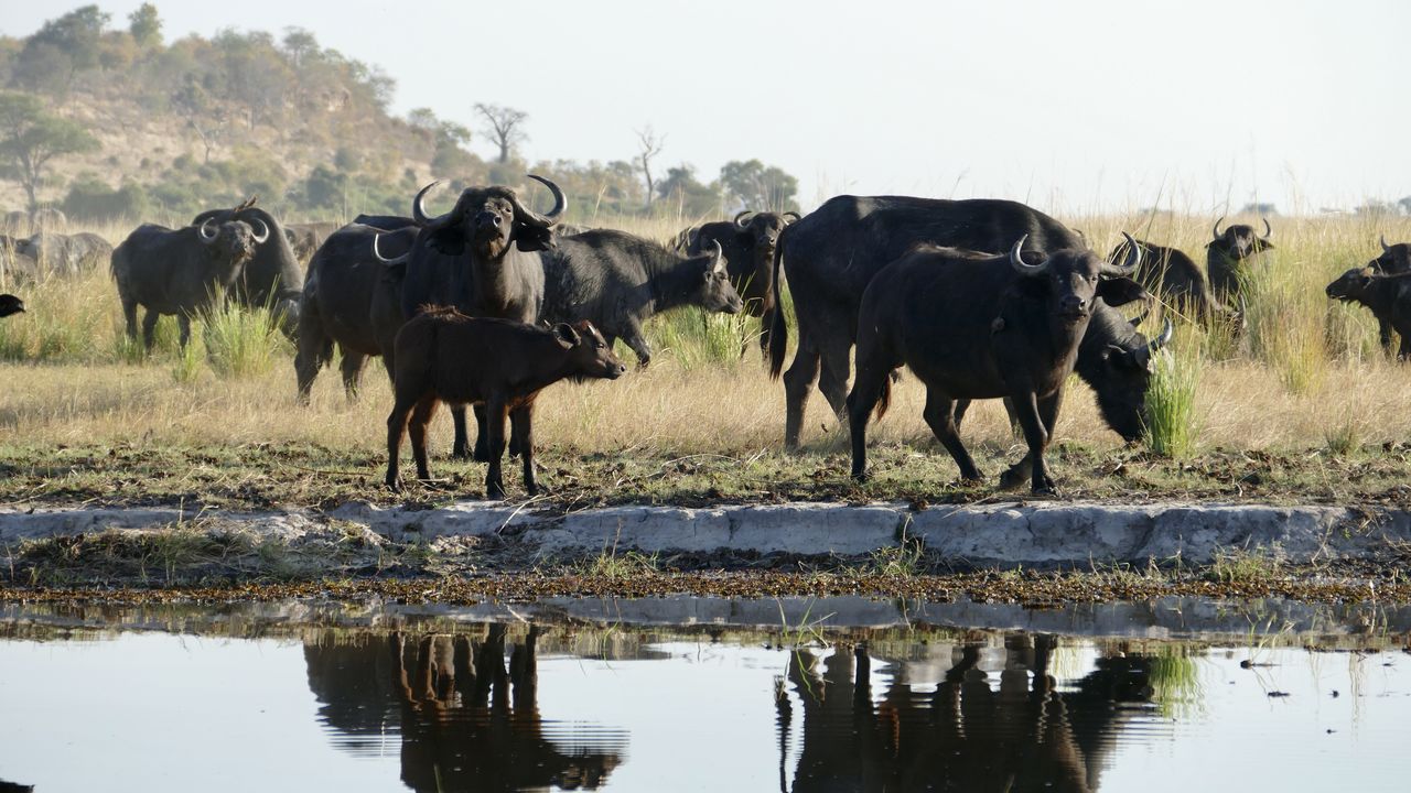 Verkenningstocht door de Zambezi Regio in Namibië en Zimbabwe