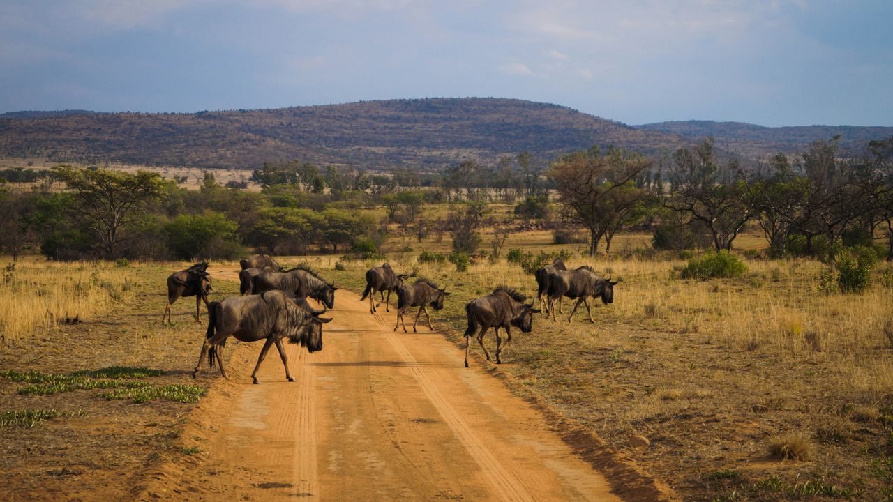 Waterberg - Nationaal Park - Zuid-Afrika - Matoke Tours