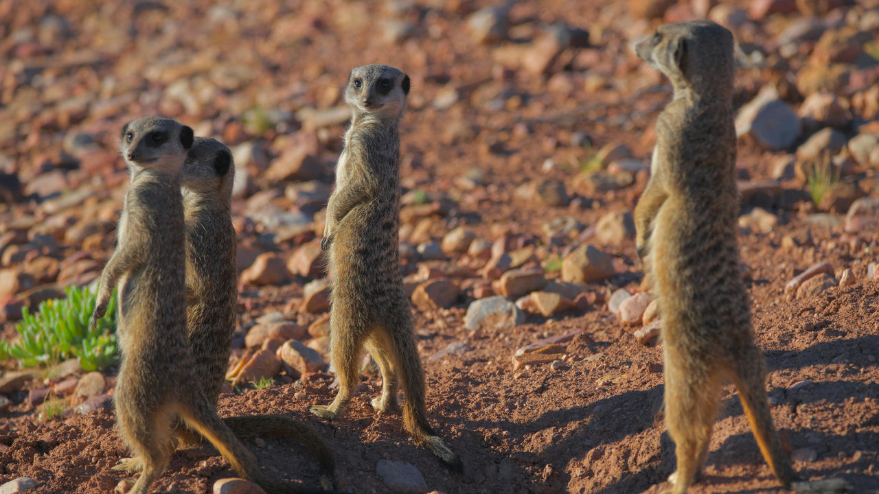 Klein Karoo - Oudtshoorn - Zuid-Afrika - Matoke Tours