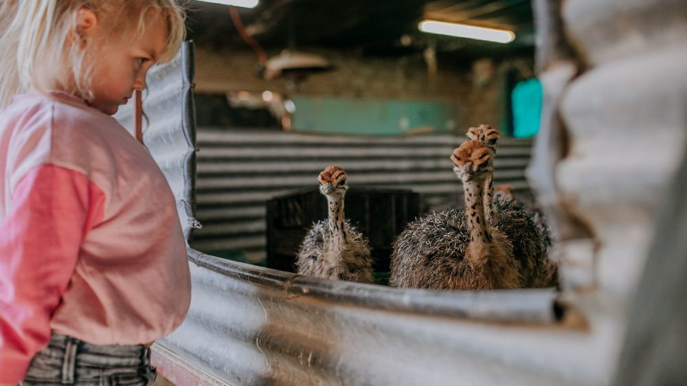 Oudtshoorn - de hoofdstad van Klein Karoo | Matoke Tours