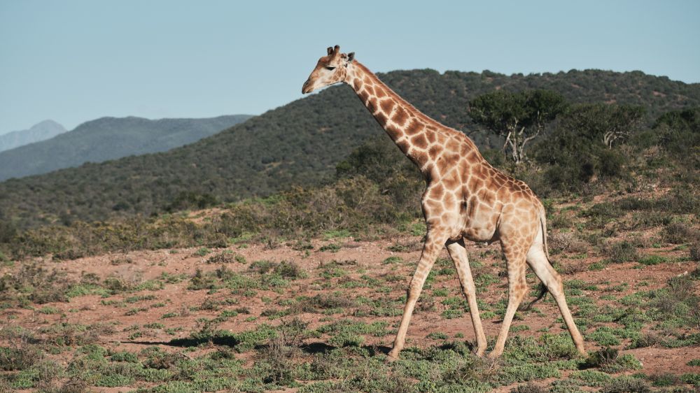 Klein Karoo - Oudtshoorn - Zuid-Afrika - Matoke Tours