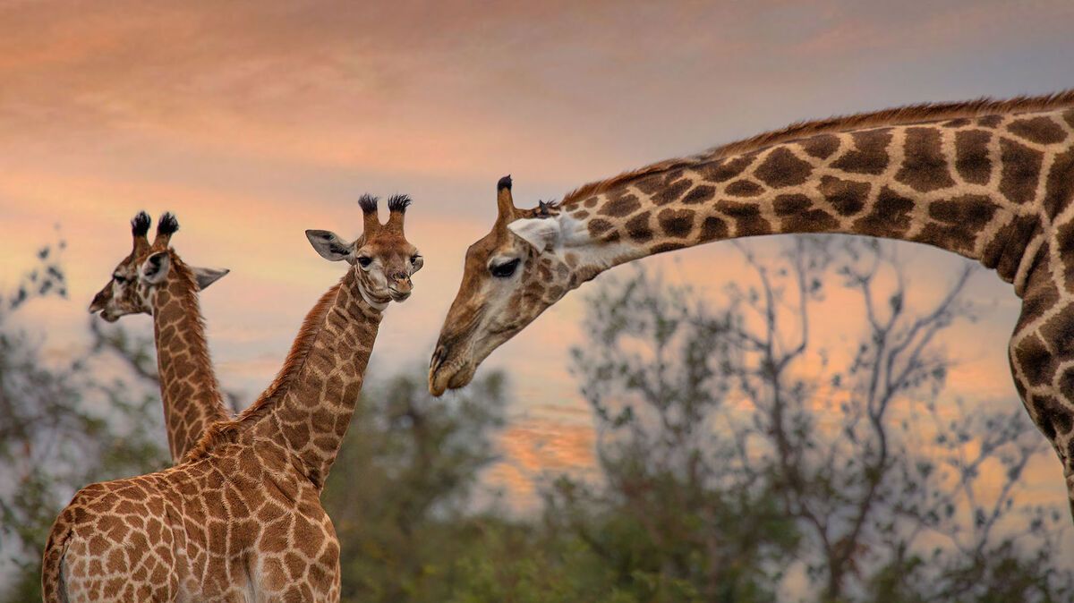 Hoe kies je de beste rondreis door Zuid-Afrika? | Matoke Tours