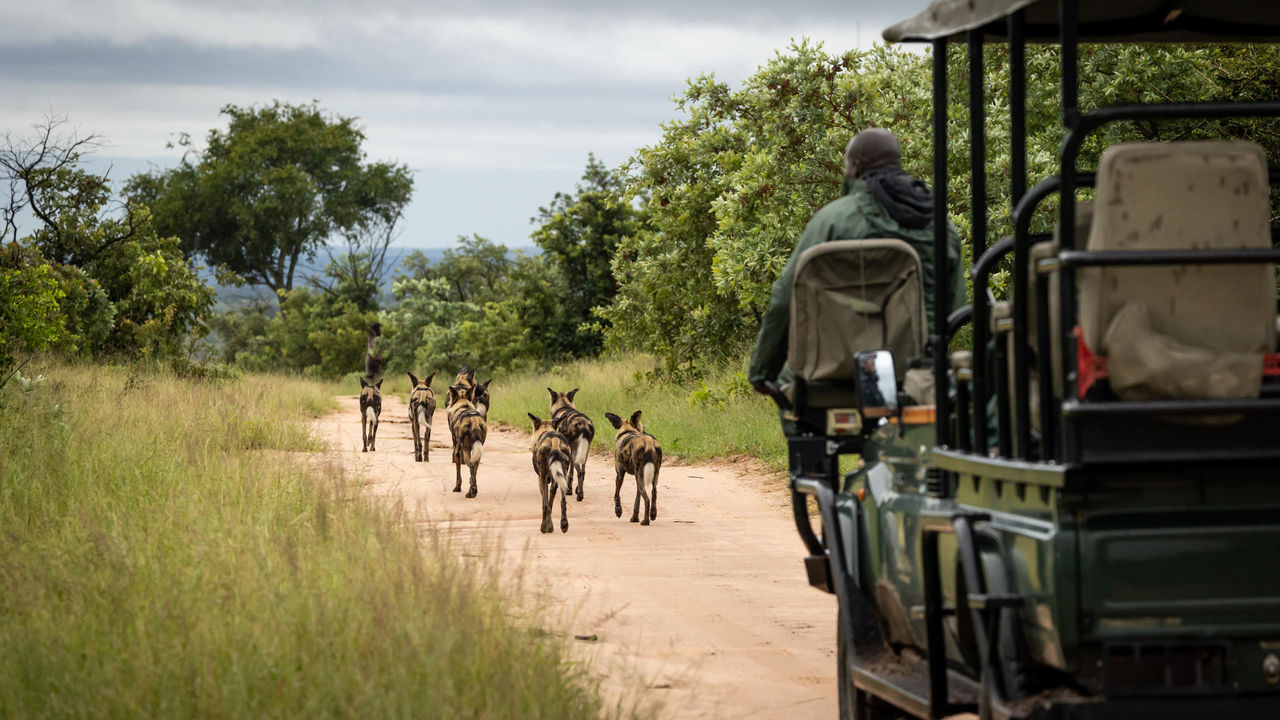 Sabi Sand - Natuurreservaat - Zuid-Afrika - Matoke Tours