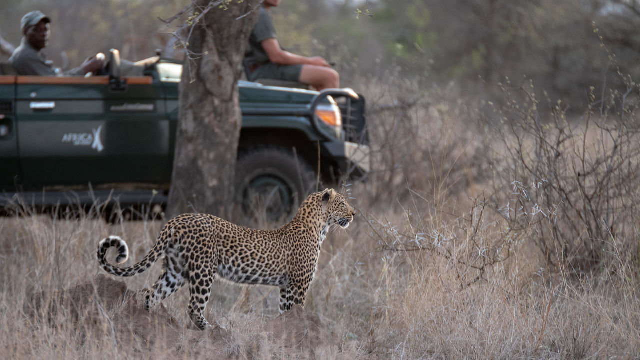 Sabi Sand - Natuurreservaat - Zuid-Afrika - Matoke Tours