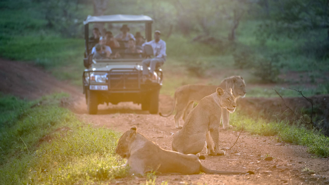 Kruger - Nationaal Park - Zuid-Afrika - Matoke Tours