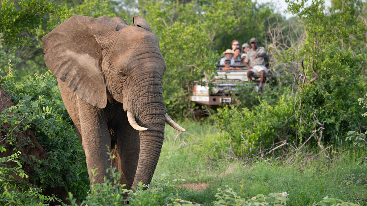 12-daagse Zuid Afrika Fly-in reis: Kruger, Kaapstad en wijnlanden