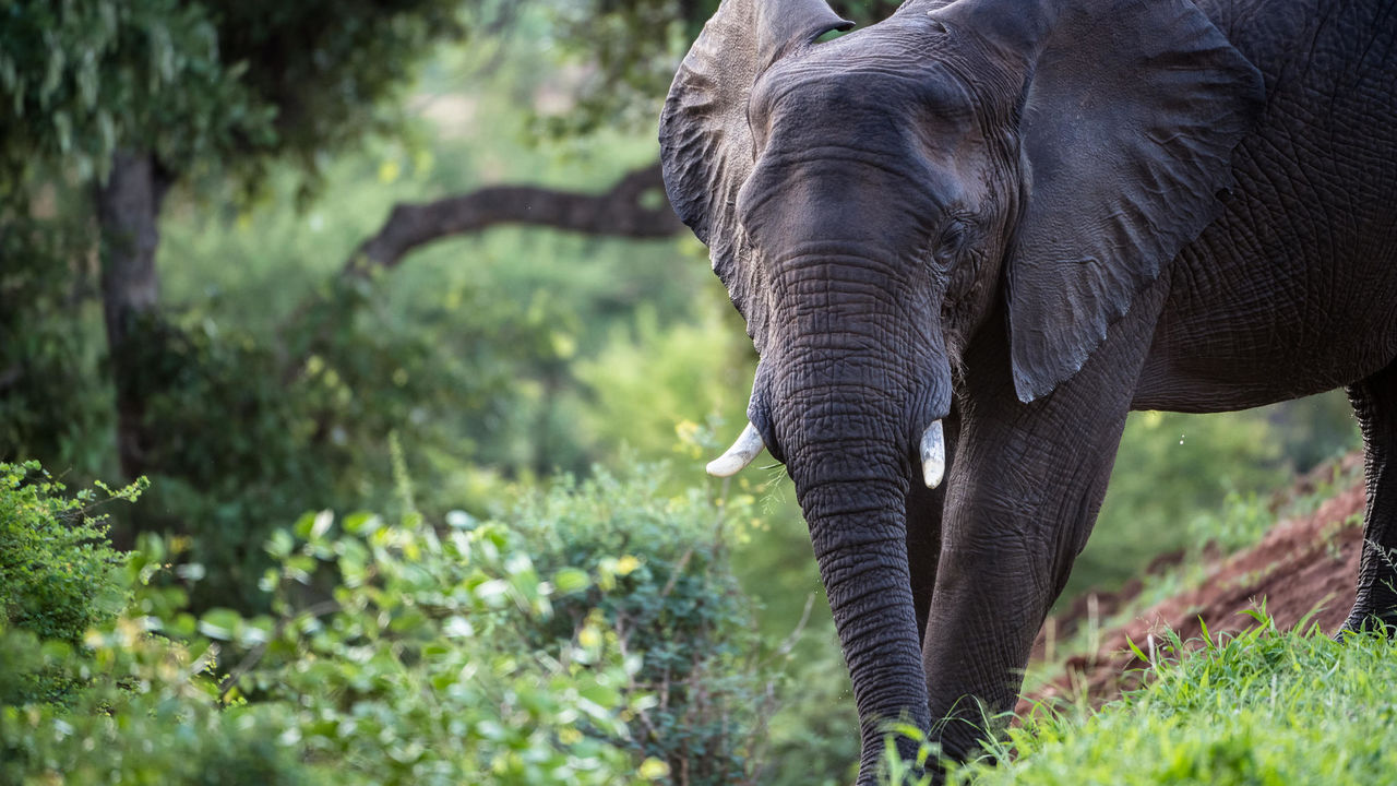 Kruger - Nationaal Park - Zuid-Afrika - Matoke Tours