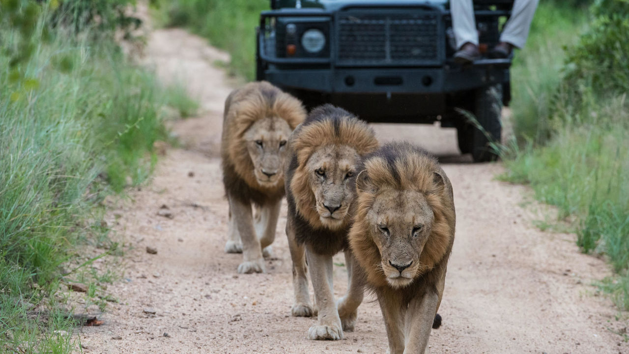 Sabi Sand - Natuurreservaat - Zuid-Afrika - Matoke Tours