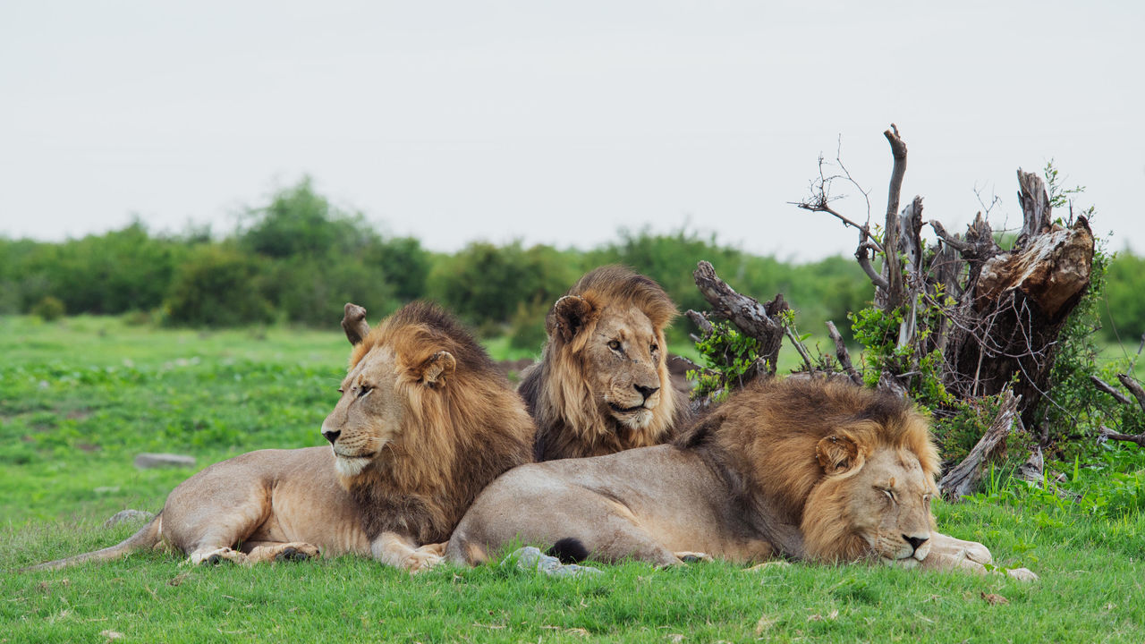 Madikwe - Natuur Reservaat - Zuid-Afrika - Matoke Tours