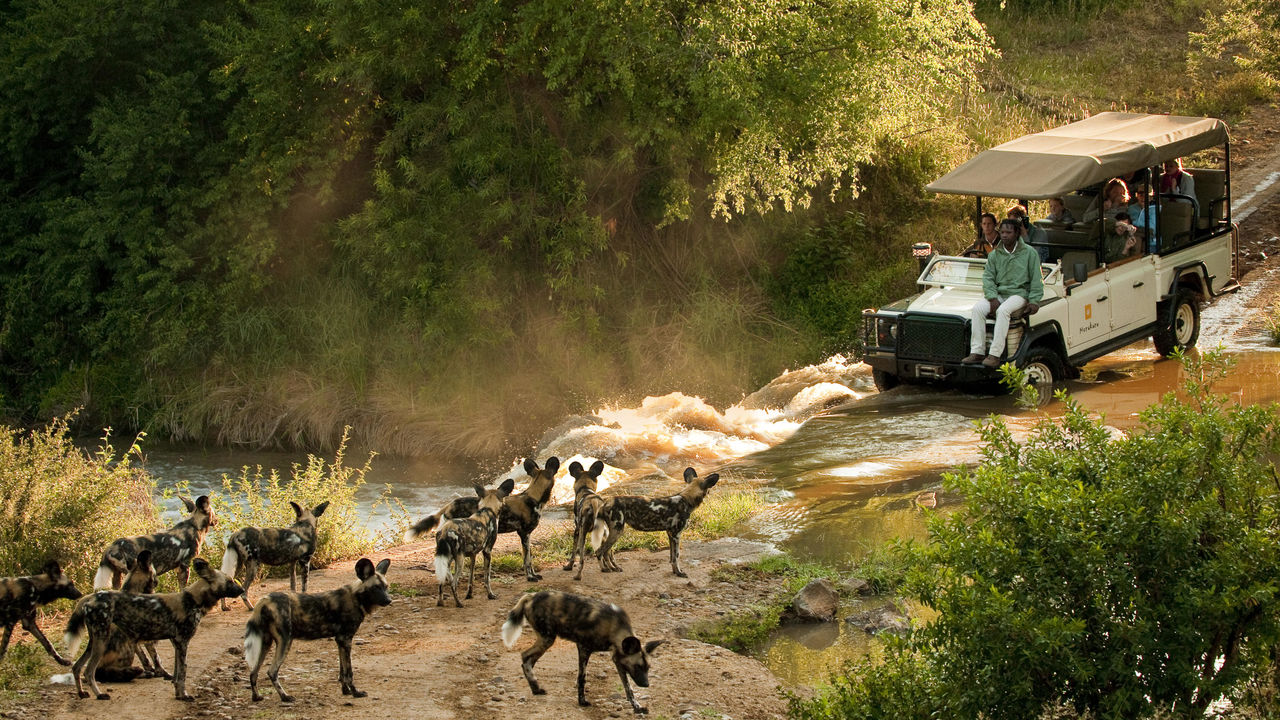 Madikwe - Natuur Reservaat - Zuid-Afrika - Matoke Tours