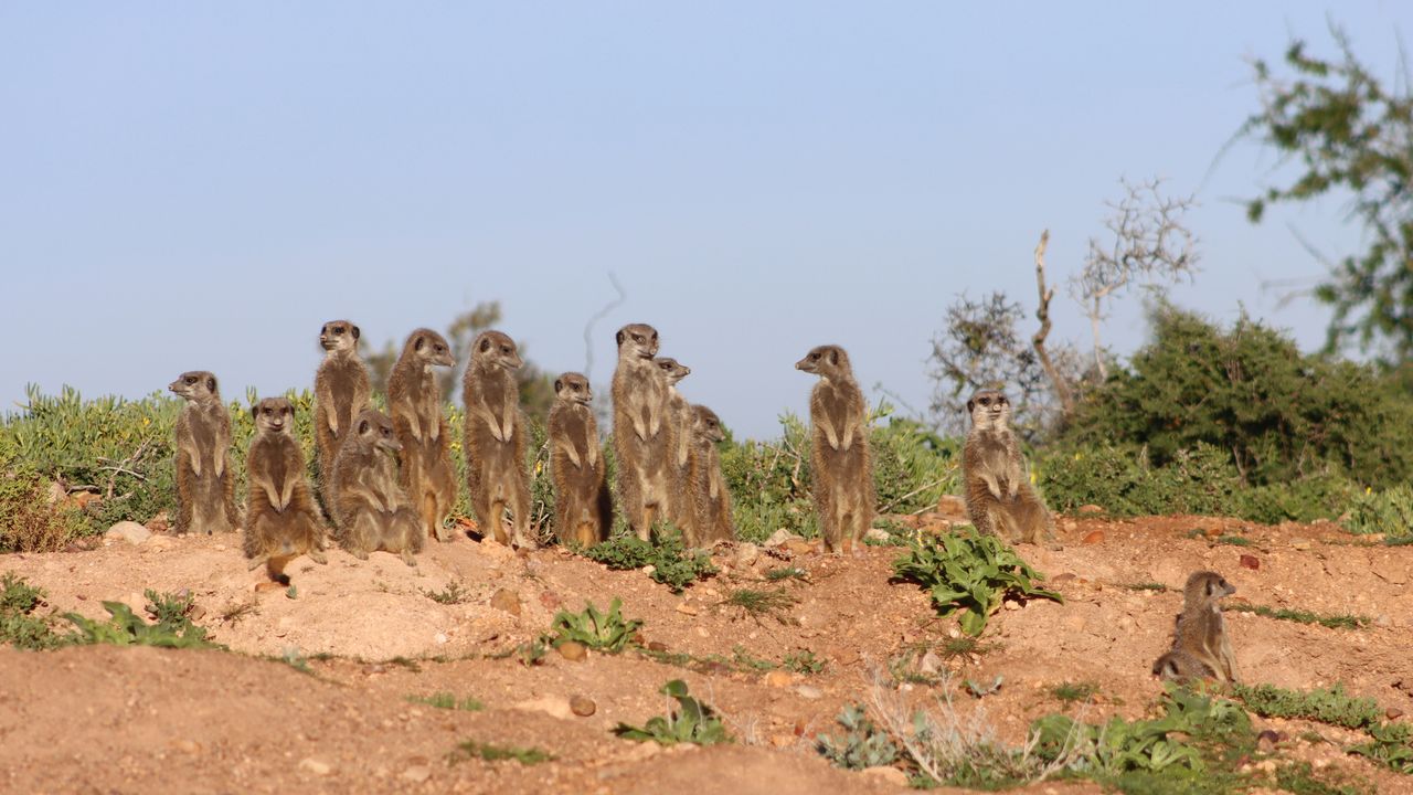 Oudtshoorn - de hoofdstad van Klein Karoo | Matoke Tours
