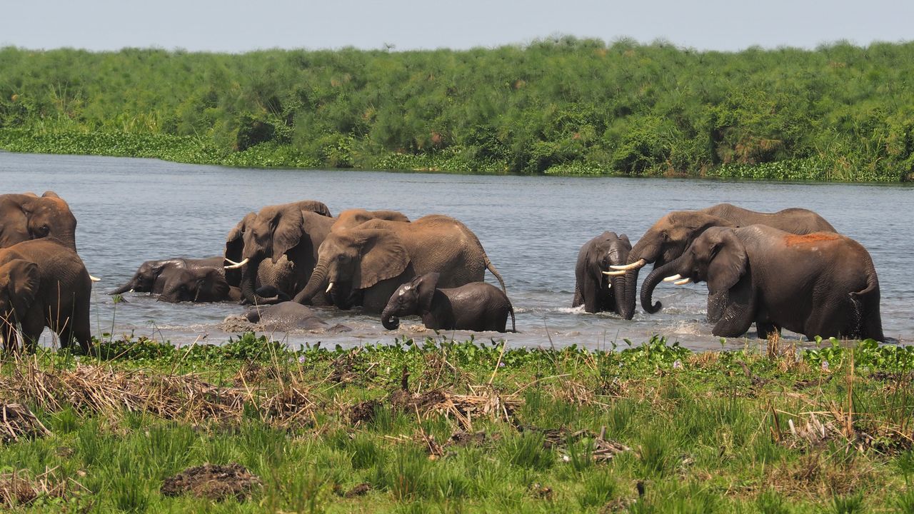 Sisterhood safari Rwanda en Oeganda | Reizen voor vrouwen in Afrika