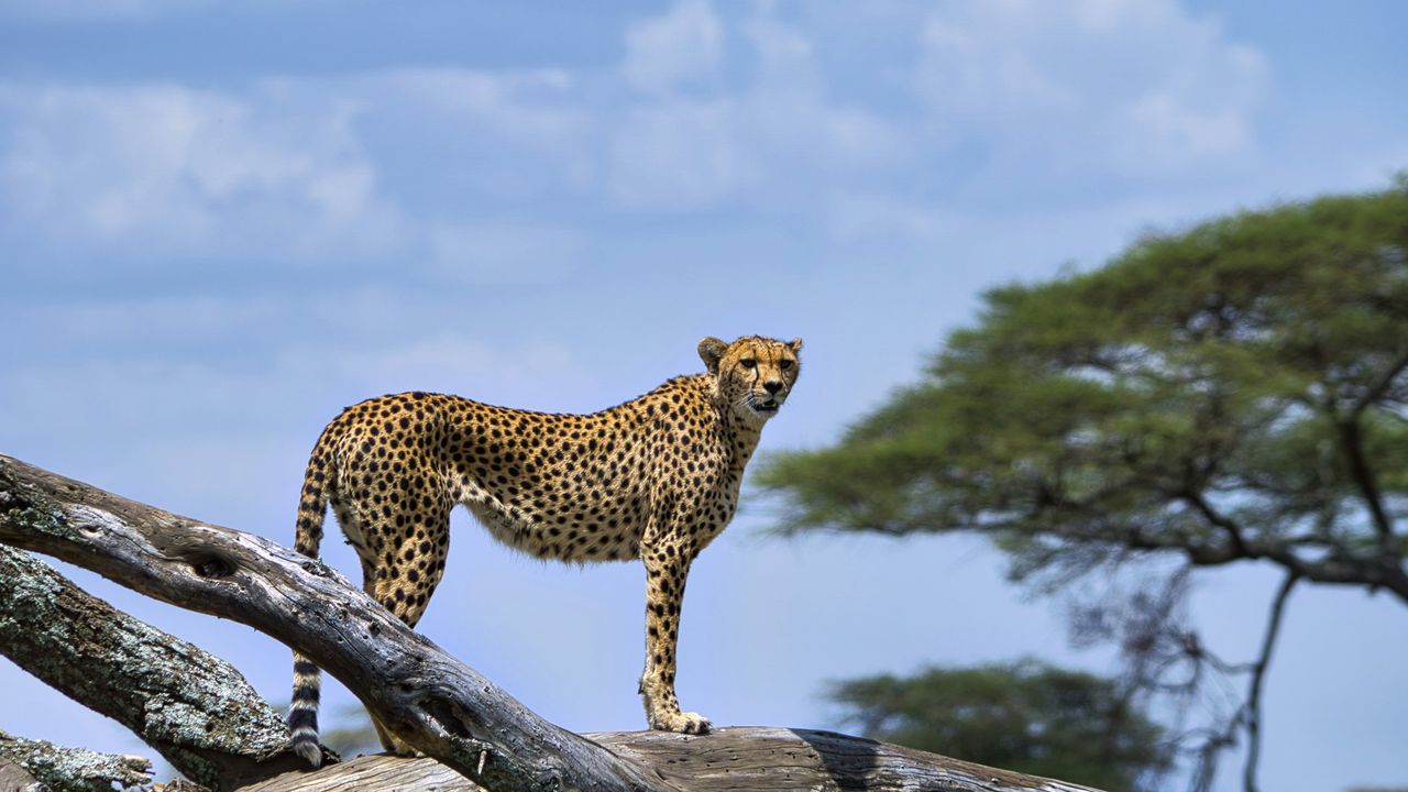 Tanzania informatie | Praktische reisinformatie | Matoke Tours