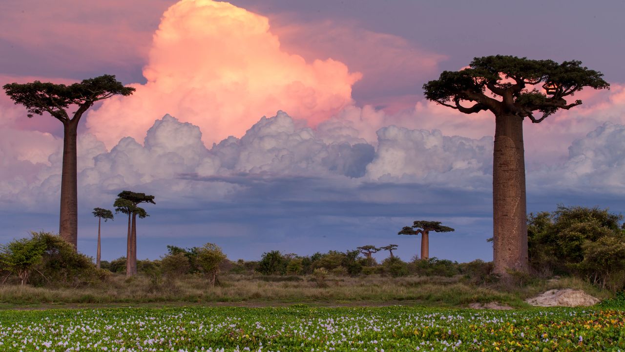 Madagascar reis - De Baobab Laan