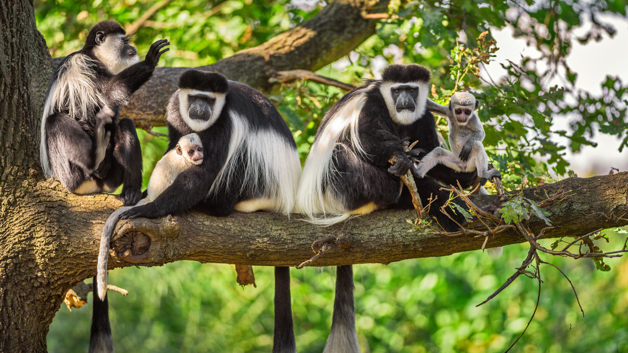 Kibale Forest | Chimpanzee trekking in Uganda | Matoke Tours