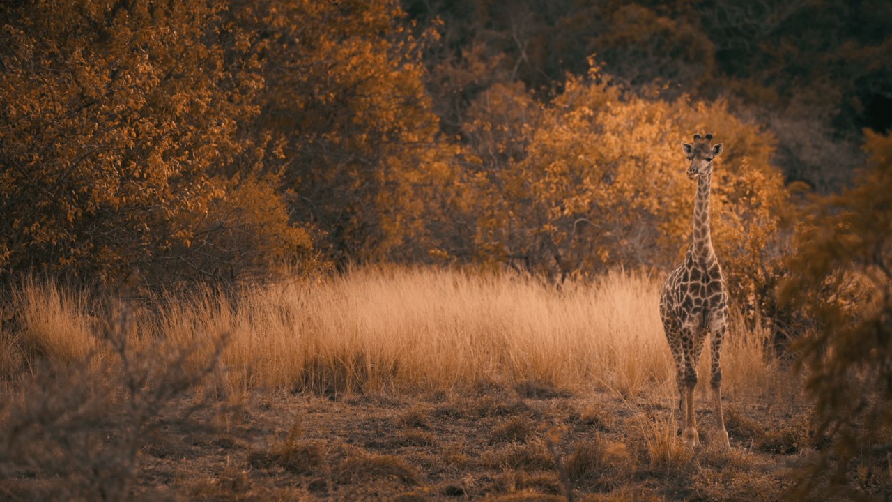 Soutpansberg - Leshiba - Zuid-Afrika - Matoke Tours