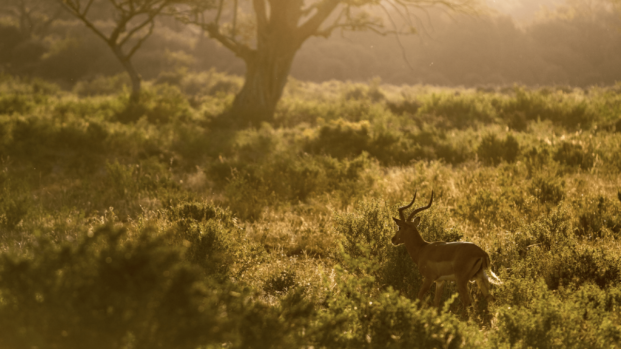 Soutpansberg - Leshiba - Zuid-Afrika - Matoke Tours