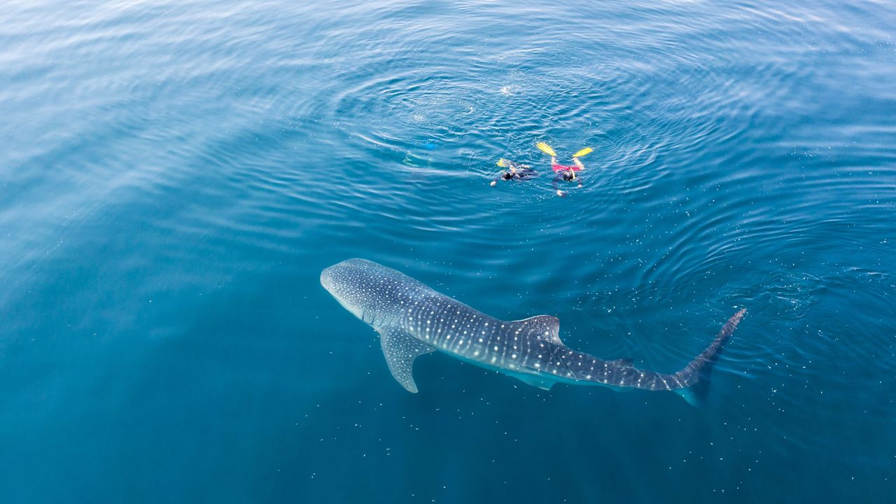 Duiken, snorkelen op Tofo en Inhambane | mooiste stranden Mozambique