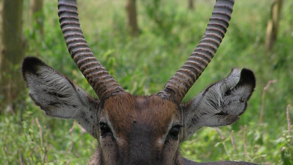 Lake Nakuru National Park - Bezoek Nakurumeer | Matoke Tours