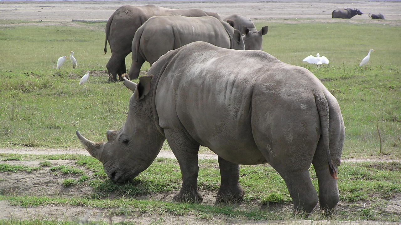 Lake Nakuru National Park - Bezoek Nakurumeer | Matoke Tours