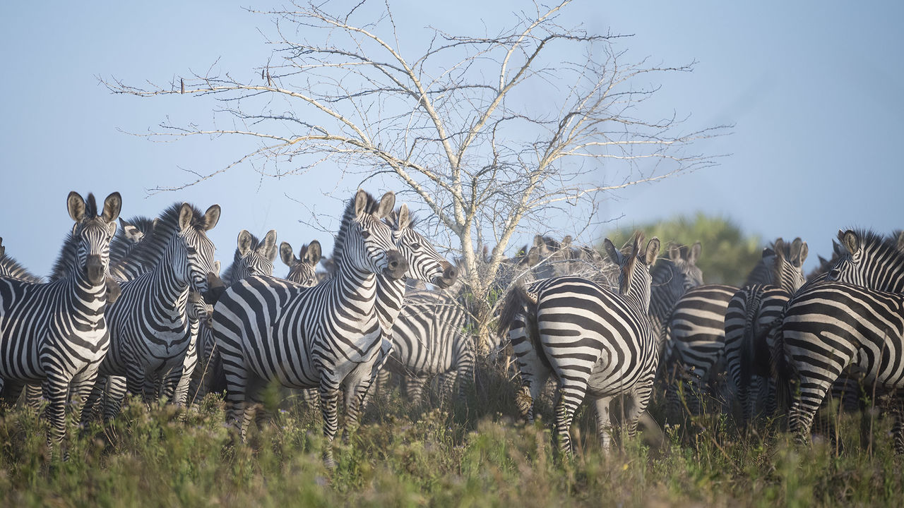 Safari Mozambique in Maputo National Park | Matoke Tours